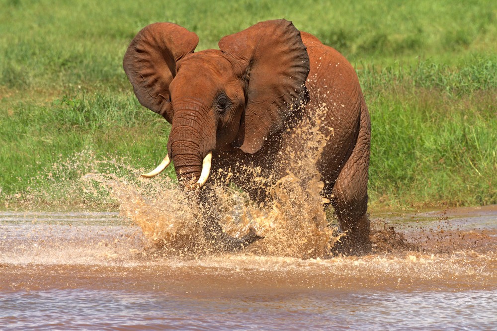 Slon africký (Loxodonta africana)