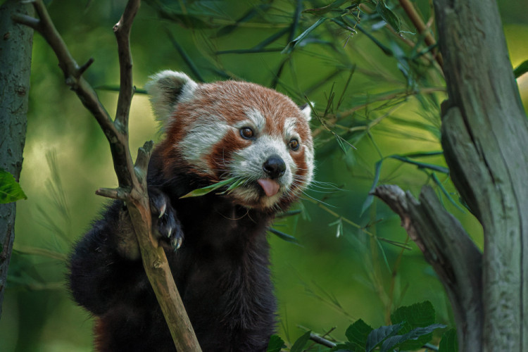 Panda červená