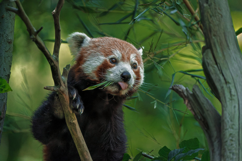 Panda červená