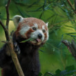 Panda červená