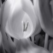 biely tulipan