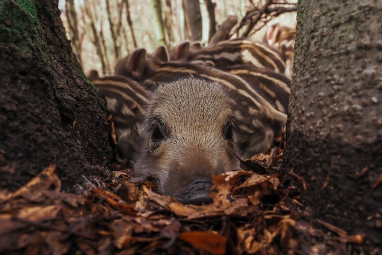 Diviak lesný (Sus scrofa)