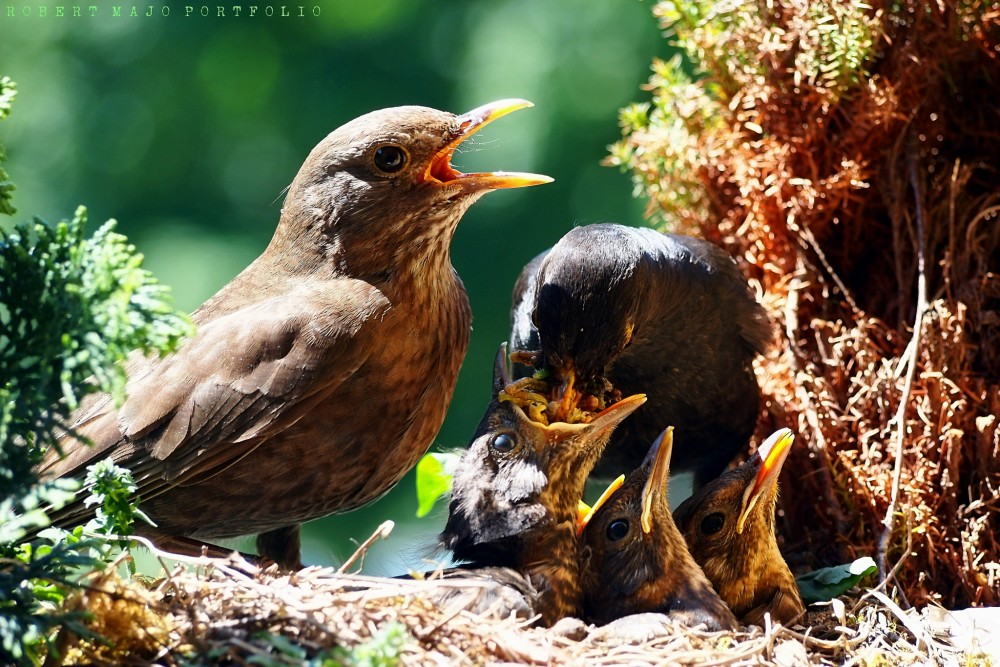 Drozd čierny (Turdus merula)