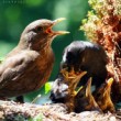 Drozd čierny (Turdus merula)