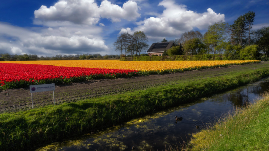 Colours of Dutch