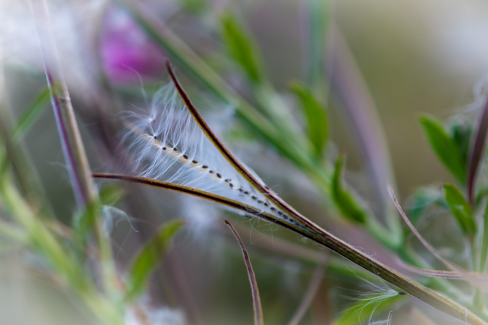 nature art