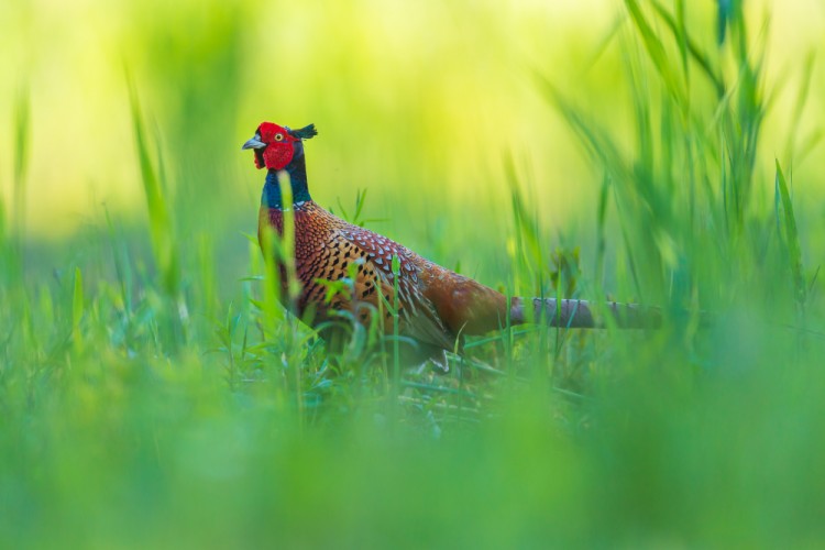 bažant poľný, The common pheasant (Phasianus colchicus), Slovaki