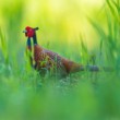 bažant poľný, The common pheasant (Phasianus colchicus), Slovaki