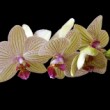 Orchidea