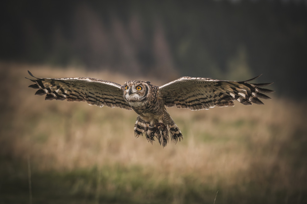 Sova workshopová letiaca