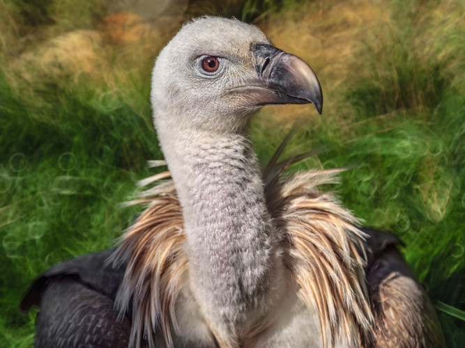 Sup bielohlavý (Gyps fulvus)