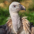 Sup bielohlavý (Gyps fulvus)