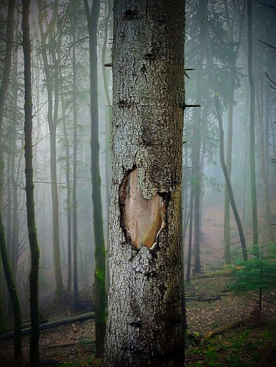 Some hearts grow quietly