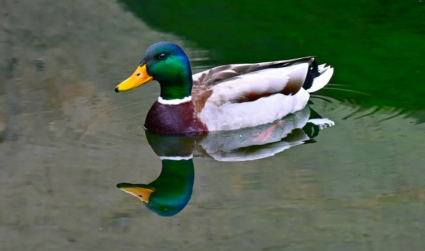Kačer