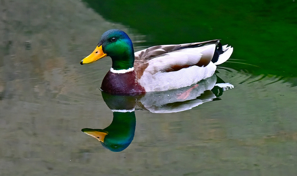 Kačer