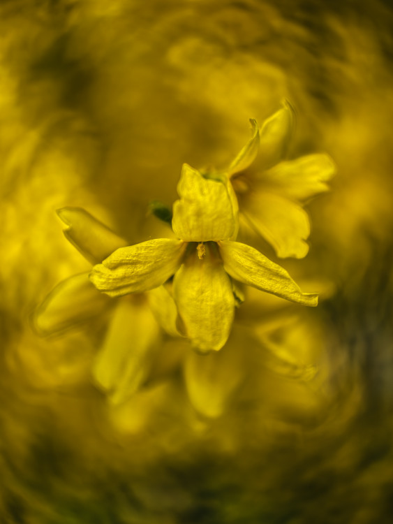 Zlatovka (Forsythia)