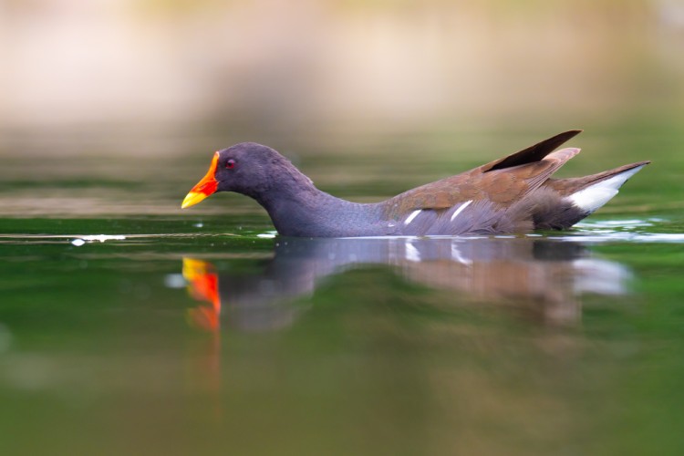 Sliepočka vodná, The common moorhen (Gallinula chloropus)