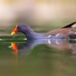 Sliepočka vodná, The common moorhen (Gallinula chloropus)