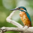 Ledňáček říční (Alcedo atthis)