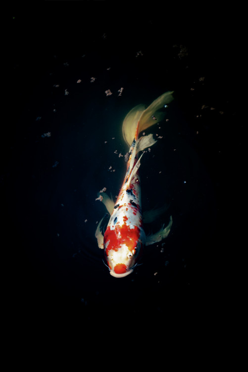 Elegancia Koi kapra
