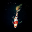 Elegancia Koi kapra