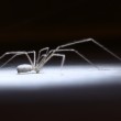 Pholcus phalangioides