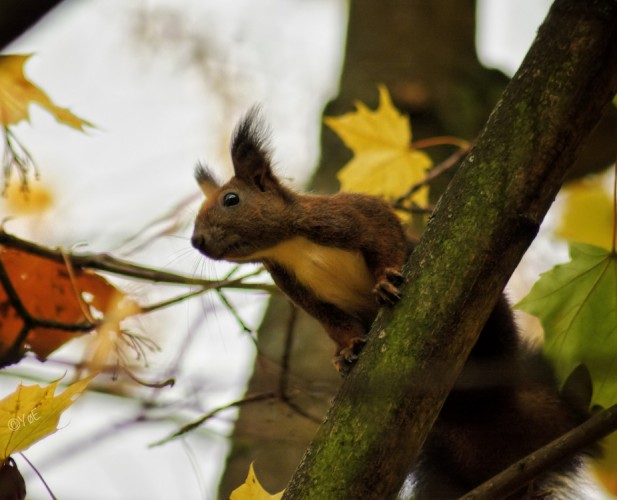 Sídliskový wildlife