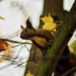 Sídliskový wildlife