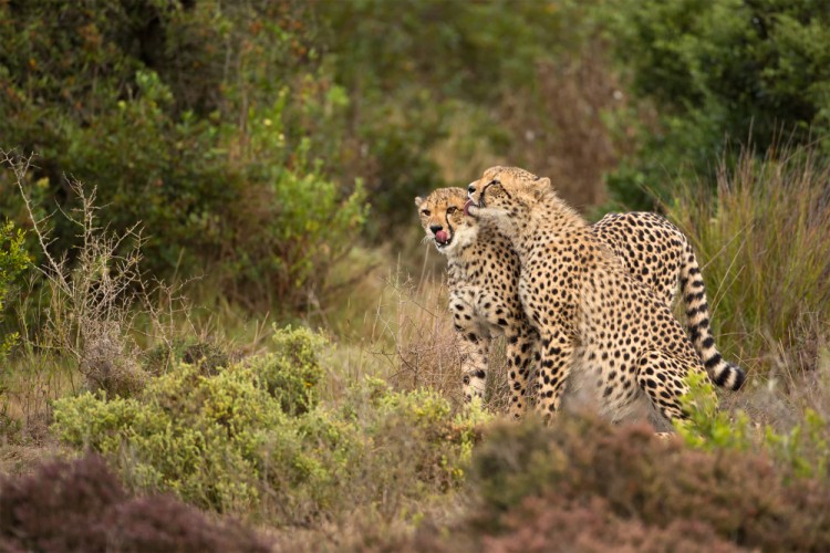 Acynonix jubatus (gepard štíhly)