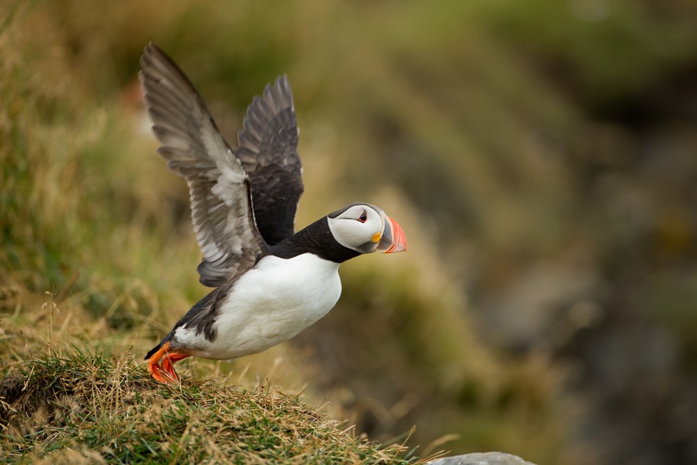 Fratercula arctica (alka bielobradá)