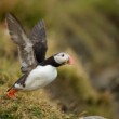 Fratercula arctica (alka bielobradá)