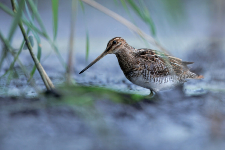 Močiarnica mekotavá