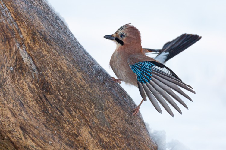 sojka škriekavá, The Eurasian jay (Garrulus glandarius)