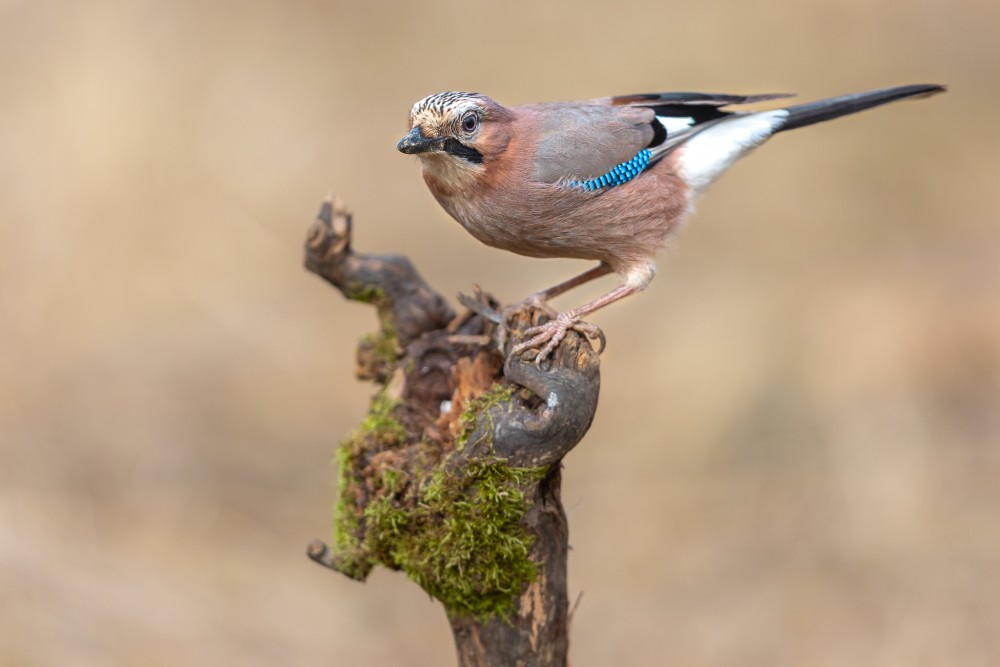 sojka škriekavá, The Eurasian jay (Garrulus glandarius)