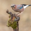 sojka škriekavá, The Eurasian jay (Garrulus glandarius)