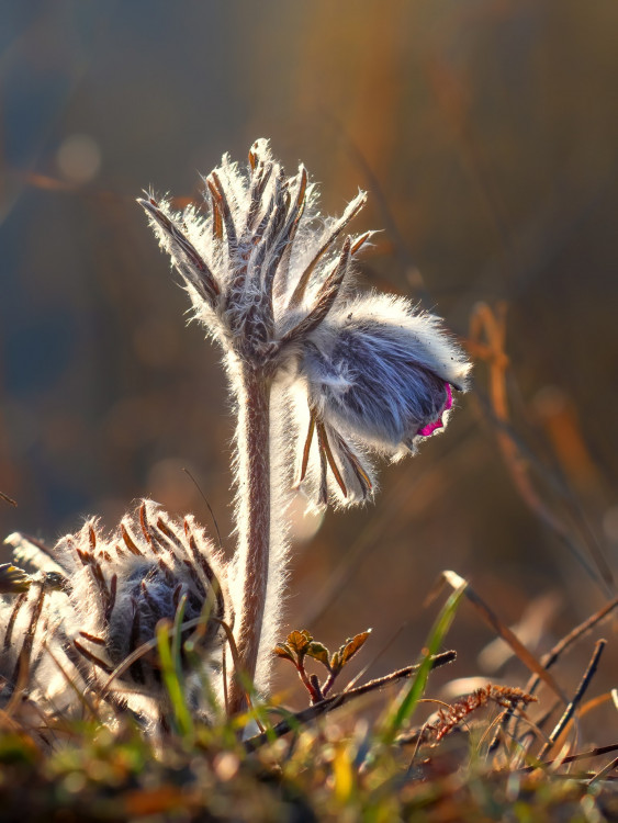 Pulsatilla