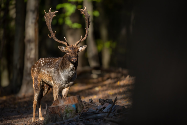 daniel škvrnitý, Fallow deer (Dama dama)