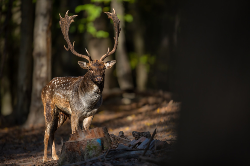 daniel škvrnitý, Fallow deer (Dama dama)