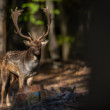 daniel škvrnitý, Fallow deer (Dama dama)