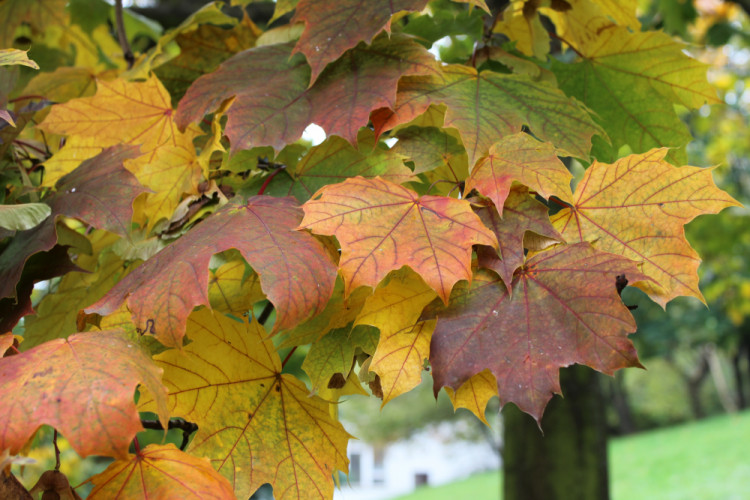 už prichádza jeseň