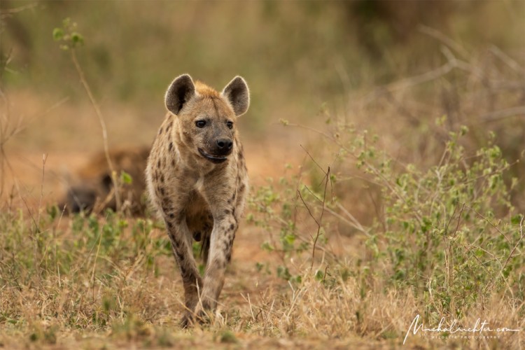 Crocuta crocuta (hyena škvrnitá)