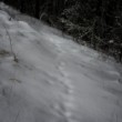 Všetky stopy vedú do lesa