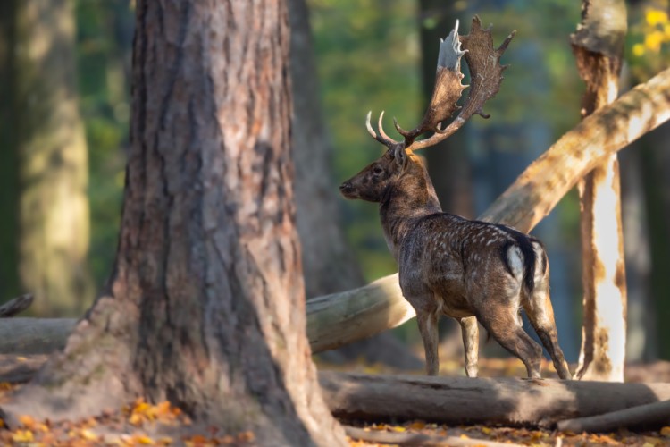 Daniel škvrnitý, The fallow deer (Dama dama)