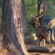 Daniel škvrnitý, The fallow deer (Dama dama)