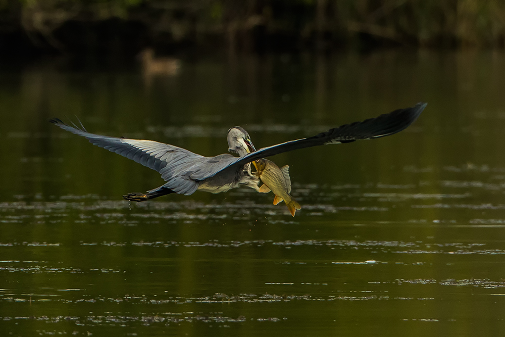 Volavka popelavá (Ardea cinerea)