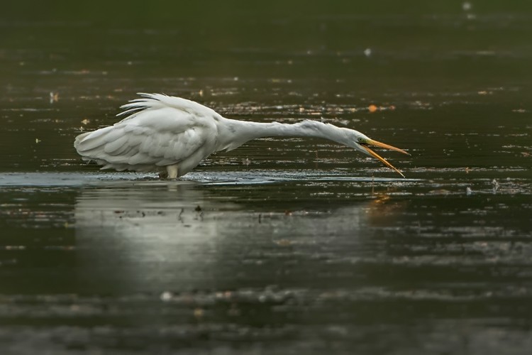 Volavka bílá (Ardea alba)