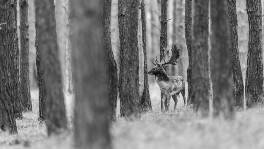 Daniel škvrnitý, Fallow deer (Dama dama)