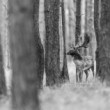Daniel škvrnitý, Fallow deer (Dama dama)