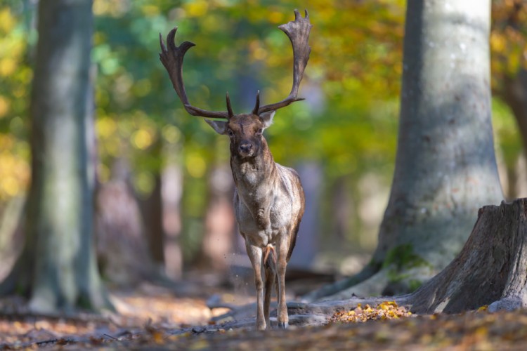 Daniel škvrnitý, Fallow deer (Dama dama)