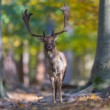 Daniel škvrnitý, Fallow deer (Dama dama)